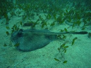 [Common Stingaree (<i>trygonoptera testacea</i>)
Shelly Beach, NSW - Feb 2006]