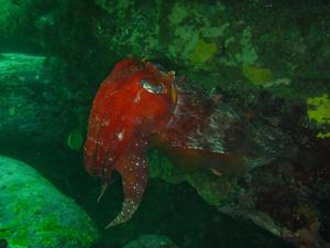 [Giant Cuttle
