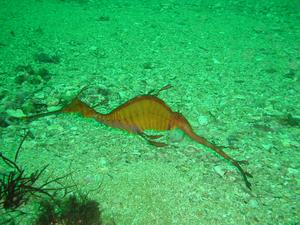 [Weedy Seadragon
