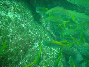 [Schooling fish
