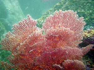 [Gorgonian colony (<i>Mopsella</i>)
