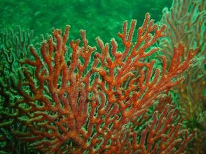 [Gorgonian colony (<i>Mopsella</i>)
