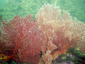[Gorgonian colony (<i>Mopsella</i>)
