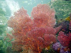[Gorgonian colony (<i>Mopsella</i>)
