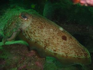 [Very large Giant Cuttle - about 70cm long - hiding in some rocks. Didn't seem to be too worried about 2 divers coming to look at it.
Shelly Beach, NSW - 31 Mar 2006]