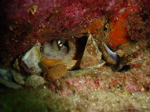 [Spotted the eyes of this little Sydney Octopus in a crevice & went for a look. It was pretty shy, though, and didn't come out from behind it's garden of shells.
Shelly Beach, NSW. 31 Mar 2006]