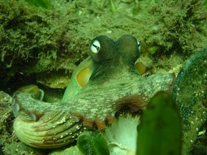 [Gloomy Octopus (<i>Octopus tetricus</i>) found at Little Manly, NSW, where there are lots of little hidey-holes. This octopus took part in some impromptu urchin-shell soccer (check the movies section).]