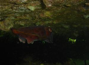 [When I took this photo of a tiny red cuttle at Little Manly, it was hard to move around without bumping into one. We must have seen about 30 during the course of an hour - to the point were we sort of gave up looking.]