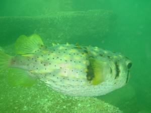 [3-Bar Porcupine fish.
Fairlight, NSW, AU]