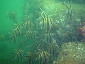 [Old Wives.  This is not normally a schooling fish, but there were multitudes of them at Fairlight.
Fairlight, NSW, AU]