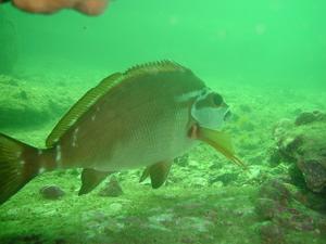 [Red Morwong.
Fairlight, NSW, AU]