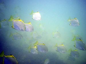 [Silver Batfish.
Fairlight, NSW, AU]