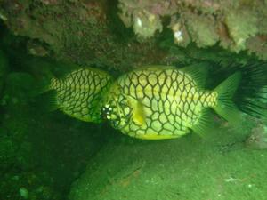 [Pineapple fish.
Fairlight, NSW, AU]