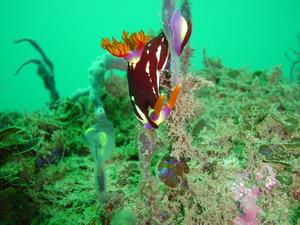 [Nudibranche
Inscription Pt, NSW - May 2006]