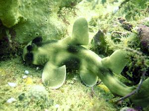 [This baby Port Jackson shark was only about 10cm long. It's egg-case was still attached to a nearby weed.
Inscription Pt, NSW - May 2006]
