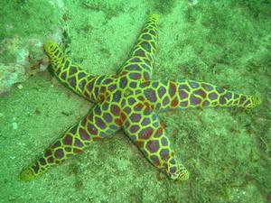 [Big sea star - about 25cm across.
Inscription Pt, NSW - May 2006]