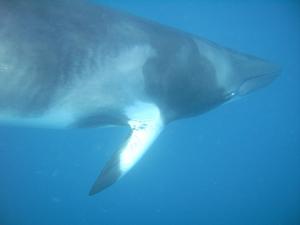 [Minki whale - one of several that came to play with us along ribbon reef.]