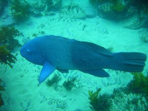 [Blue Groper.
Harbord NSW. Aug 2006]