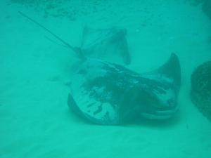 [Southern Eagle Ray
Harbord, NSW. Aug 2006]