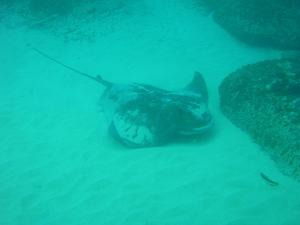 [Southern Eagle Ray
Harbord, NSW. Aug 2006]