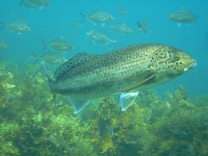 [Juvenile Dusky Morwong  <i>Dactylophora nigricans</i><br/>
Honeymoon Bay, NSW, AU<br/>
Aug 2006<br/>
This picture was used for identification at the <a href='https://www.amonline.net.au/FISHES/fishfacts/fish/dnigricans.htm'>Australian Museum Fishsite</a>]