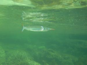 [Eastern Garfish<br/>
Honeymoon Bay, NSW, AU<br/>
Aug 2006]