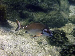[Red Morwong<br/>
Honeymoon Bay, NSW, AU<br/>
Aug 2006]