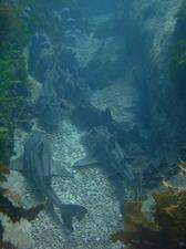 [There were masses of these port jackson sharks - everywhere we looked we saw them lying in piles. At night, when they're acive, the waters must be teeming. See the movies section for more.<br/>
Honeymoon Bay, NSW, AU<br/>
Aug 2006]