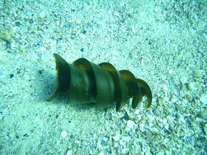 [Shark Egg Case<br/>
Honeymoon Bay, NSW, AU<br/>
Aug 2006]