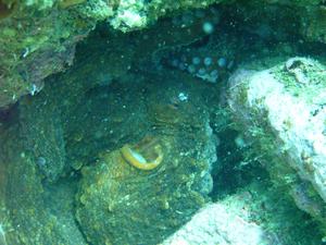 [It took a while to figure out there were 2 octopi squished under this rock. It wasn't obvious whether they were fighting, mating, or some combination of the two.<br/>
Honeymoon Bay, NSW, AU<br/>
Aug 2006]