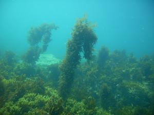 [The plant life at Honeymoon Bay was quite amazing (large). Perhaps because of the relatively protected waters, plants could grow this big without being knocked down by surf.]