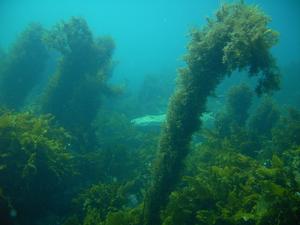[More huge plants at HoneyMoon Bay.<br/>
Aug 2006]