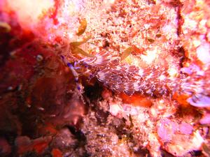 [Not a great photo, but worth including because the nudibranche is so pretty.<br/>
Honeymoon Bay, NSW, AU<br/>
Sep 2006]