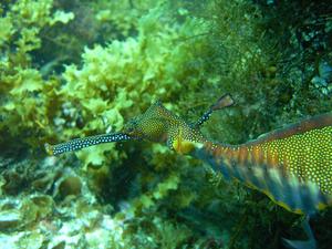 [Weedy Seadragon - Honeymoon Bay, NSW
August 2006]