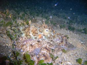 [We saw this octopus hunting during a night dive at Little Manly, NSW, AU. It's amazing how well they can blend with their surroundings.  There's a movie of it prowling around in the movies section.<br/>
Aug 2006]