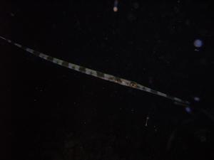 [Flutemouth<br/>
Little Manly, NSW, AU<br/>
Aug 2006]