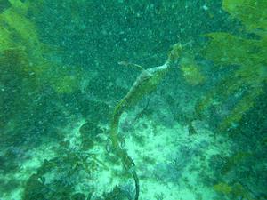[Seadragon snapped at Shelly Beach. This viz (and pic) was awful, but this was the first dragon I've seen at Shelly so the pic deserves a spot.]