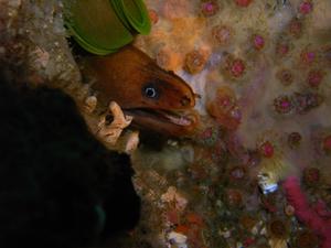 [Little Moray Eel hiding amongsts the stones of the Cathedral, at The Apartments, NSW.<br/>
26 Jan 2007]