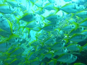 [The throngs of Eastern Pomfred (<i>Schuettea scalaripinnis</i>) that give The Apartments their name - fish everywhere.<br/>
26 Jan 2007]