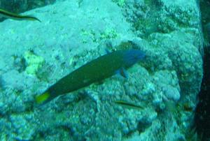[Moon Wrasse (<i>Thalassoma lunare</i>) at The Apartments, NSW.  Not a good shot at all, but here for reference. Bodies can be green like this or blue.<br/>
26 Jan 2007]