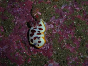 [<i>Chromodoris splendida</i>.<br/>
Old Man's Hat, inside North Head, Sydney NSW.<br/>
Jan 2007]