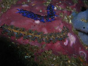 [Two colours of what I think are the same species of Facelinidae, <i>Pteraeolidia ianthina</i>. These creatures don't eat after establishing a 'farm' of <a href='https://www.seaslugforum.net/factsheet.cfm?base=zoox1'>zooxanthellae</a> which grow within its tissues & supply it with nutrients.<br/> 
Old Man's Hat, inside North Head, Sydney NSW.<br/>
Jan 2007]