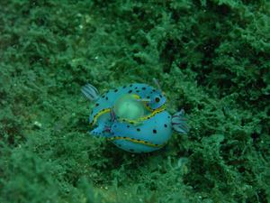 [<i>Hypselodoris bennetti</i>, erm, being friendly.<br/>
Fairlight, NSW<br/>
November 2006]