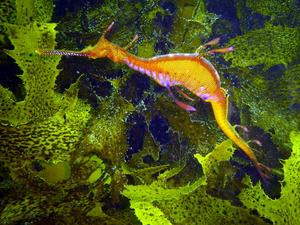 [Weedy Sea Dragon (<i>Phyllopteryx taeniolatus</i>), off South Head, Sydney, AU]