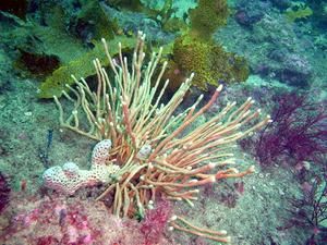 [From the Kurnell sponge gardens]