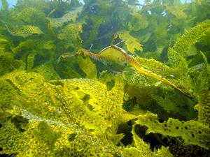 [Weedy seadragons live in kelp beds. They are perfectly camoflagued, and can often be difficult to spot. ]