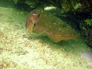[This is a Giant Cuttlefish <i>sepia apama</i> which is the most common sort found around NSW. Cuttlefish have pigmentation directly connected to their nervous system, which lets them change colour in the blink of an eye.]