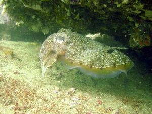 [This giant cuttlefish is trying to blend in with it's environment, since I was probably getting a bit close...]