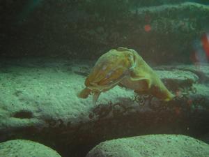 [Another giant cuttlefish, at around 14m near Magic Point (off Long Bay, NSW, AU)]
