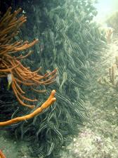 [A school of striped catfish, Kurnell, NSW, AU. These have highly poisonous spines which can break off when touched; we found this out after a dive when we had tried to catch them in our hands !]